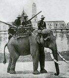 In the 19th century, the Asian Elephant held a prominent position in Siam, although they were hunted regularly north of Ayutthaya and the Lao States (present day, Chiang Mai province and Isan). Not only were elephants used as beasts of burden in agriculture and for hauling timber, but they were active in war leading cavalry charges against the enemy. Elephants were frequently employed in the Siamese-Burmese wars of the Middle Ages. Siam's kings kept elephants, especially prized albino elephants, in elaborate stables. An adult Asian Elephant regularly lives to 90 years of age, grows to 2.5 to 3 meters in height and consumes about 100 kg of hay, fruit and vegetables per day. During the reigns of King Mongkut Rama IV (1851—68) and King Chulalongkorn (1868—1910), the national flag of Siam was a white elephant on a red background.