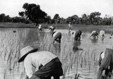 During the reigns of King Mongkut, King Rama IV (1851—68) and King Chulalongkorn, Rama V (1868—1910), the vast majority of Siamese were rice farmers who employed simple methods and rudimentary tools to work the fields. Nevertheless, harvests were bountiful due to the climate and fertile soil, and many farmers were able to produce three harvests per year. Prior to the kings' modernisation drive, Siam's farmers had to give one-quarter of their rice harvest to the king as tax. To ensure the entire population was well fed, Siam had a law that only when three year's supply of rice was stocked, would the country export the product. Similar state monopolies existed for other foods.