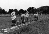 During the reigns of King Mongkut, King Rama IV (1851—68) and King Chulalongkorn, Rama V (1868—1910), the vast majority of Siamese were rice farmers who employed simple methods and rudimentary tools to work the fields. Nevertheless, harvests were bountiful due to the climate and fertile soil, and many farmers were able to produce three harvests per year. Prior to the kings' modernisation drive, Siam's farmers had to give one-quarter of their rice harvest to the king as tax. To ensure the entire population was well fed, Siam had a law that only when three year's supply of rice was stocked, would the country export the product. Similar state monopolies existed for other foods.