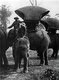 Thailand: Elephants are saddled with howdahs in preparation for a trip, Siam, late-19th century.