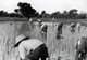 Thailand: Siamese farmers planting rice in the late-19th century.