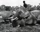 Thailand: A mahout and his elephant take a rest, Siam, late-19th century