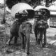 Thailand: Asian elephants saddled with howdahs in preparation for an excursion, Siam, late-19th century.