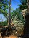 Cambodia: Ta Prohm with its famous trees growing over the ruins, Angkor