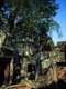 Cambodia: Ta Prohm, Angkor