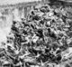 Vietnam: Corpses in a mass grave following the 1944-45 famine during the Japanese occupation. Up to 2 million Vietnamese died of starvation.